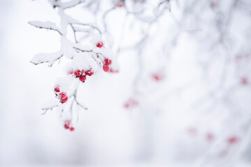 Branch with red berries of hawthorn on winter blurred background. Snowy winter weather. Red berries...