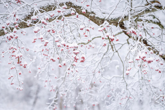Branch with red berries of hawthorn on winter blurred background. Snowy winter weather. Red berries of hawthorn (Crataegus) on a blurred background.