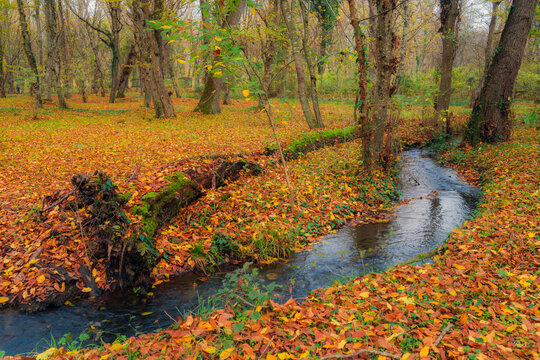 A small stream with clear spring water in a yellow autumn forest