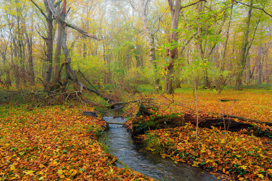 A small stream with clear spring water in a yellow autumn forest