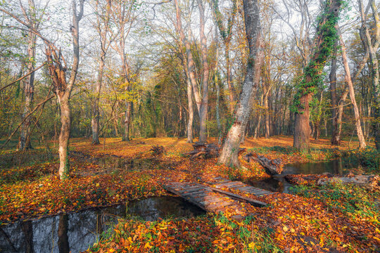 A wooden bridge across a small river in an autumn forest
