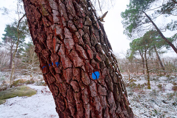 Denecourt path 16 in Trois pignons forest. Fontainebleau Massif