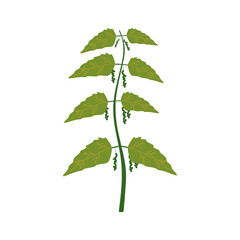 Flat Illustration of Nettle Leaves for Detox Tea