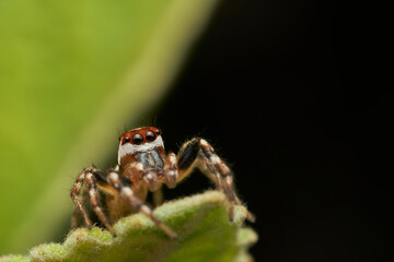 Jumping spider with red mask on leaf
