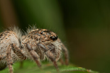 Brown jumping spider resting on leaf