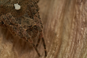 Macro view of spider on brown foliage