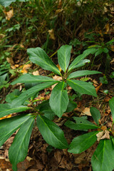 Green hellebore leaves in summer forest, wild alpine plant close-up