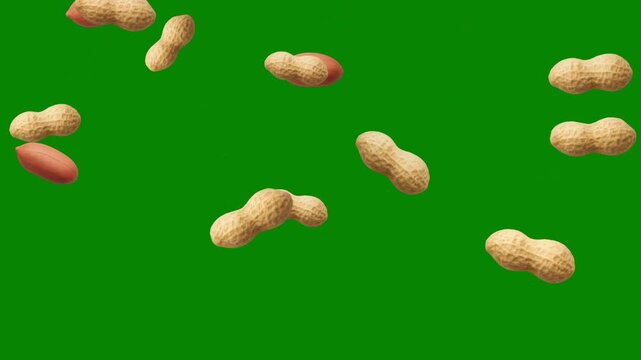 Falling fresh peanuts motion graphics with green screen background