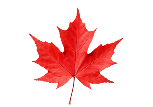 Vibrant red maple leaf showcasing intricate veins, perfect for autumn designs or Canadian themes, bringing natural beauty to your creative projects