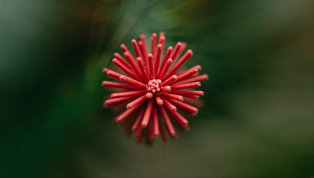 Showing single red round flower bud radiating tubular spikes in garden, with core droplets - Powered by Adobe