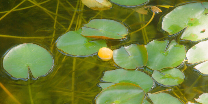 Naturaleza