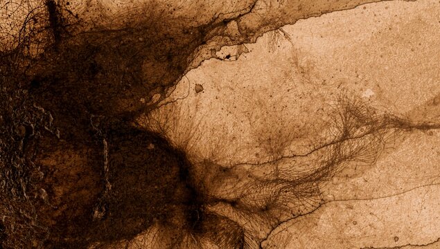 Showing dark irregular mass radiating filamentous strands across close-up porous surface, speckled - Powered by Adobe