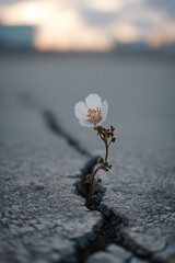 The serene scene of a single flower growing through a crack in concrete, symbolizing peace's ability to grow in even the harshest of environments.