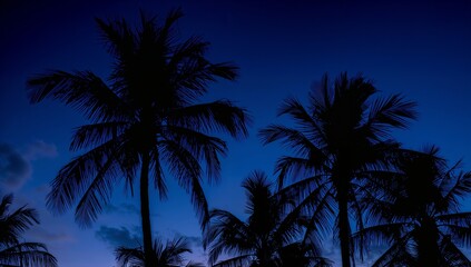 Framing shadowed palm trees forming dark crowns in tropical grove at dusk, twilight gradient clouds