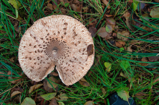 Duży, brązowy grzyb Czubajka Kania (Macrolepiota procera) o teksturowanym kapeluszu, rosnący wśr&oacute;d trawy i liści.