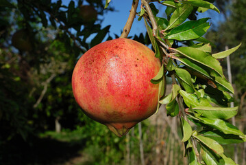 POMEGRANATE FRUIT ON THE TREE BRANCH