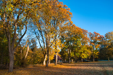 Jesienny widok parku z kolorowymi drzewami, czystym, błękitnym niebem i opadłymi liśćmi. Drawieński Park Narodowy - Ostrowite. © Pol Badger