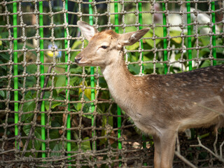 Deer in front of the fence