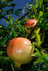 POMEGRANATE FRUIT ON THE TREE BRANCH