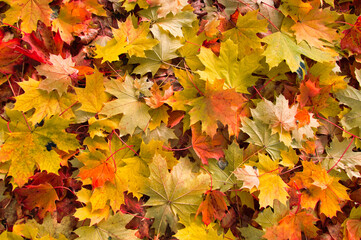 Jaskrawe jesienne liście klonu tworzą kolorową mozaikę jesienną - Teksturę Natury - odzwierciedlającą naturę i pory roku.