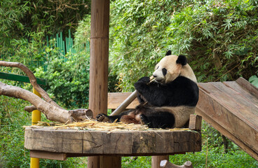 Obraz premium Giant Panda Eating Bamboo on a Wooden Platform