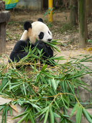 Obraz premium Giant Panda Eating Bamboo