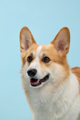Front-facing portrait of Pembroke Welsh Corgi with light blue background. The dog appears calm and attentive with soft expression.
