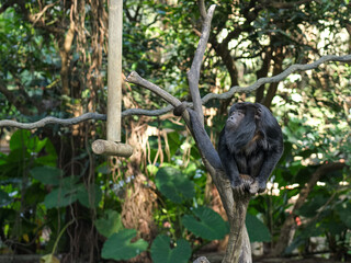 Black Chimpanzee on a Branch