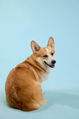 Corgi pembroke sitting and looking over shoulder against pastel blue background. The dog back and fluffy tail are visible in full.