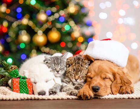 クリスマスツリーの前でぐっすり眠る子猫と子犬　ホリデーシーズン　冬　ペット　サンタクロース