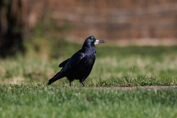 An adult rook stands on the path beside green grass on a sunny autumn day.