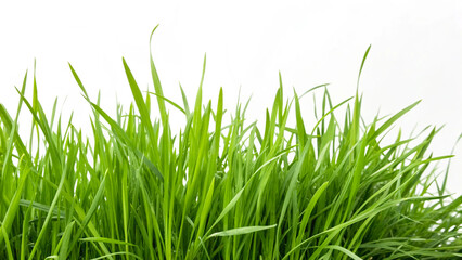 Fototapeta premium Fresh green grass background image for spring summer nature lawn texture field