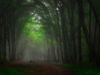 Obraz premium Creepy mysterious green foggy forest during autumn day with forest road and green foliage