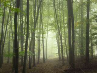 Obraz premium Mysterious green foggy forest during autumn day with trees