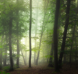 Fototapeta premium Mysterious green foggy forest during autumn day with trees