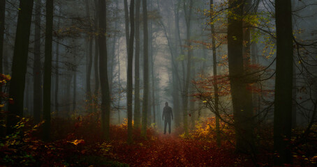 Creepy mysterious foggy forest during autumn day with a man observing nature and colorful foliage