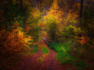 Colorful forest during autumn day with road and colorful foliage