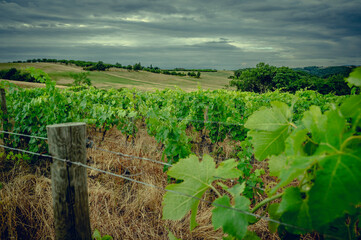 Morning Light on Vibrant Grape Leaves