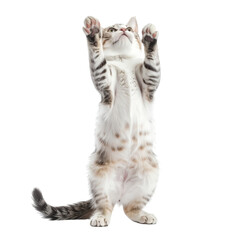 Adorable Kitten Reaching Up on Transparent Background