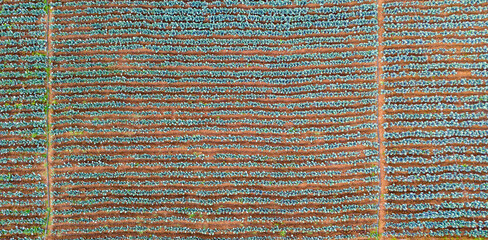 Detailed top down aerial shot of cabbage rows in a farm field highlighting the geometry of industrial agriculture and crop management from a bird's eye view