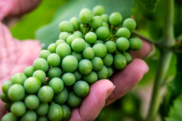 Hand Reaching Toward a Grape Cluster
