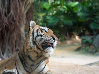 A Tiger Looking Up in the Jungle