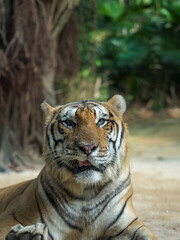 Tiger Resting in the Forest