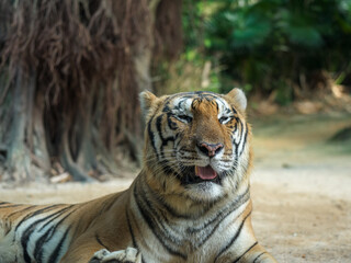 A Tiger Resting Outdoors
