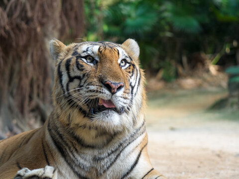 Close - up Portrait of a Tiger - Powered by Adobe