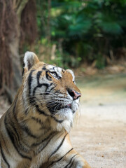 Close - up of a Resting Tiger in the Forest