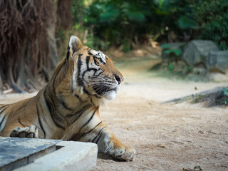 Tiger Resting on Sandy Ground