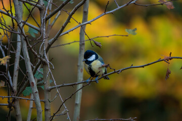 coal kit on a Thin Branch in a Calm Autumn Garden Scene