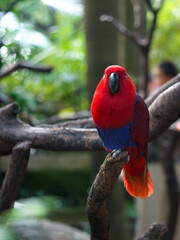 Vibrant Parrot Perched on a Branch