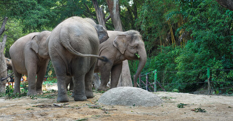 Three Elephants in a Forest Clearing © Dong